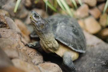 Turtle with Many Rocks in Thai Temple