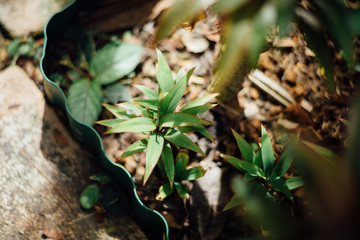 Green Plant in the garden