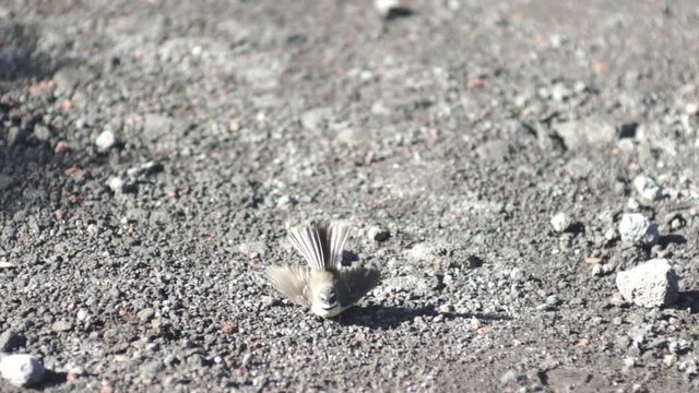 Fantail Bird Jumping in Slow motion