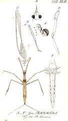 Illustration of a beetle.
