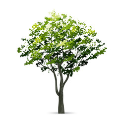 Tree isolated on white background with soft shadow. Natural object for landscape design. Vector.