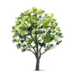 Obraz premium Tree isolated on white background with soft shadow. Natural object for landscape design. Vector.