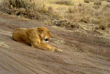 Resting Lion in Serengeti National Park, Tanzania, Lioness Lying on the Ground