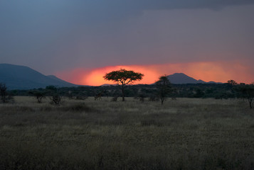 Fototapeta na wymiar Tree Silhouette and Giraffe at Dusk in the Serengeti with Beautiful Orange Sky