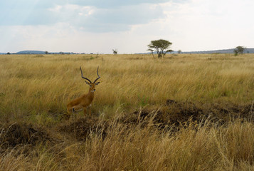 Naklejka na ściany i meble Impala Antelope on a Plain with High Yellow Grass in Serengeti National Park, Tanzania