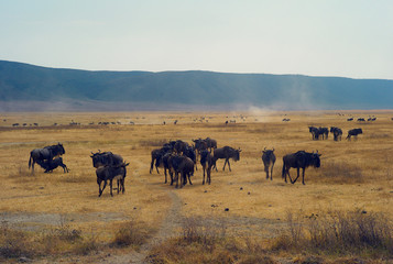 Herd of Wildebeest on a Dusty and Dry Plain in Ngorongoro Crater, Tanzania
