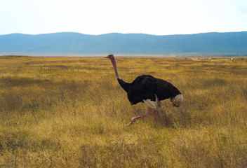 Male Running Ostrich in Ngorongoro Crater, Tanzania with Dried Yellow Grass