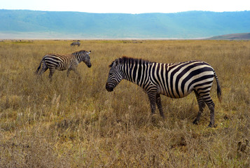 Fototapeta na wymiar Two Zebras on a Plain of Dry, Golden Grass in Ngorongoro Crater, Tanzania