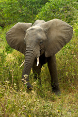 African Elephant in the Green Bush in Lake Manyara National Park, Tanzania