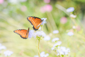 Butterfly and moth fall migration in garden