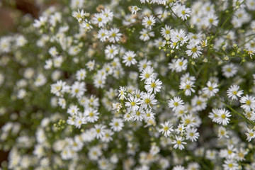 Little white flowers