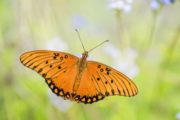 Butterfly and moth fall migration in garden
