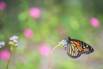 Fototapeta na wymiar Butterfly and moth fall migration in garden