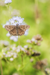Butterfly and moth fall migration in garden