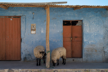 Funny sheep on the Front Porch of a Blue House, Colca Valley, Peru