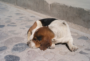 Cute Dog Sleeping or Resting on the Cobblestone Street in Colca Valley, Peru