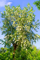 Poplar tree covered by white fluff