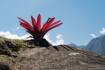 Bromeliad Peruvian Red Mountain Flower on a Rock near Machu Picchu