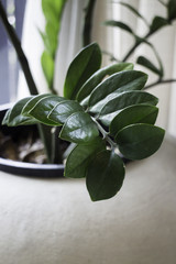 Fototapeta na wymiar Tropical green leaves in vintage plant pot