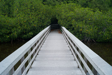Obraz premium White Boardwalk Leading into the Bush in the Everglades, Florida, USA