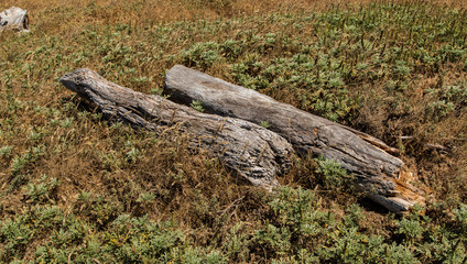 Fototapeta na wymiar Two tree logs laying parallel in a field of grass by the sea