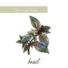 basil. natural spices and herbs. sketch on white
