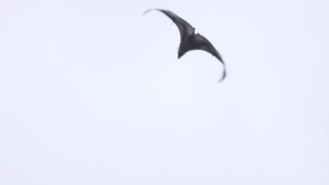 Giant Bat Closeup Slow motion