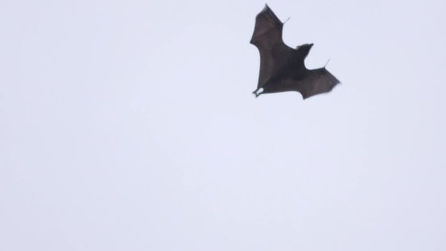Giant Bat Closeup