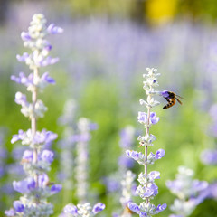 Closeup purple flowers (salvia officinalis)