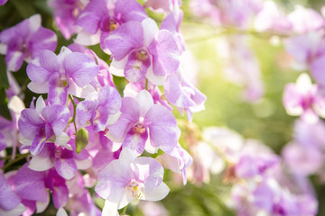 Close-up purple orchid