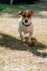 The hunting dog Jack Russell Terrier