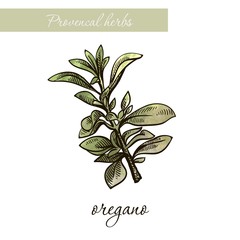 oregano. natural spices and herbs. sketch on white