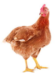 Brown hen isolated.