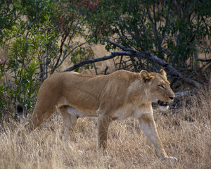 Obraz na płótnie Canvas Lioness Kruger