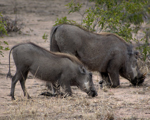 Kneeling warthogs, Kruger