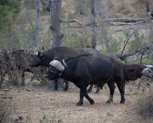 Cape Buffalo, Kruger