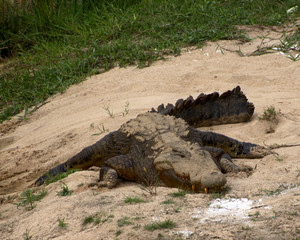Sand covered croc