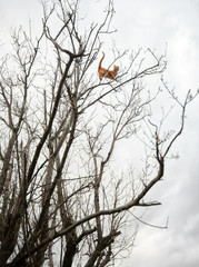 Adventurous crazy red ginger tabby cat perched high up in a winter tree on branches.