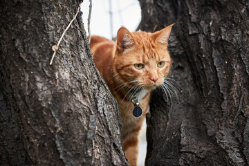 Ginger red tabby cat in a tree with long white whiskers up in a tree. © Chris Mirek Freeman