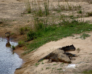 Crocodile by riverbank, Kruger