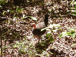 Curtain Fig National Park