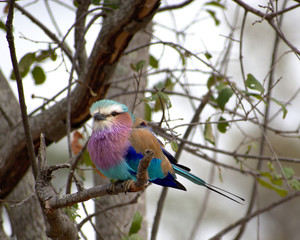 Lilac Breasted Roller