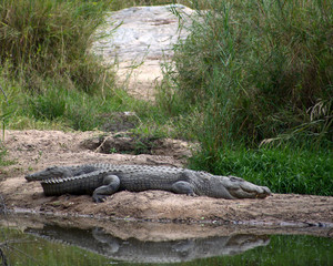 Croc on the riverbed, Kruger