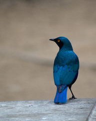 South African Starling