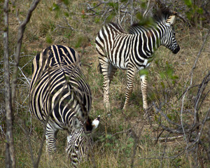 Zebra in Kruger South Africa