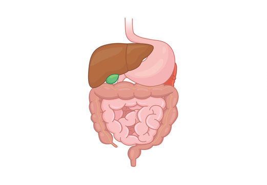 Cartoon Digestive System Images – Browse 11,974 Stock Photos, Vectors, and  Video | Adobe Stock