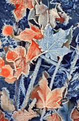 background of autumn leaves in the frost