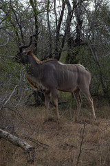 Kudu in Kruger