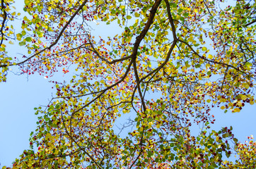 Upper Branches Of Trees Background. Looking up at the blue sky through the trees branches. Spring Sun Shining Through Canopy Of Tall Trees Woods.