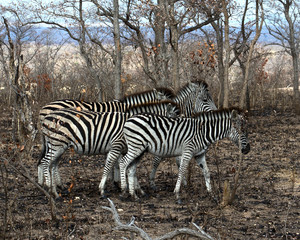 Fototapeta na wymiar Zebra in Kruger South Africa